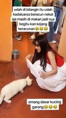 kucing garong