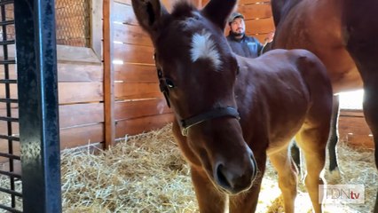 Meet Letruska's First Foal at Terrazas Thoroughbreds