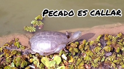 Novia Cumbianchera pecado es callar canta Giselle Romina Castillo Vargas