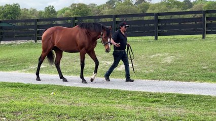 TDN Stallions: Bodexpress