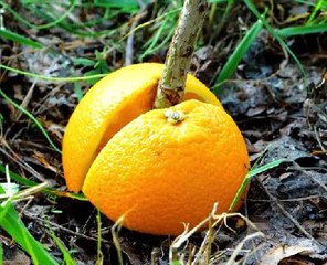 Easy Ways to Repel Pests!