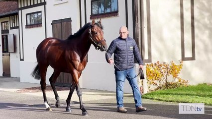 TDN Stallions: Belbek