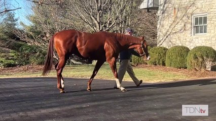 Check out these first foals for Jack Christopher