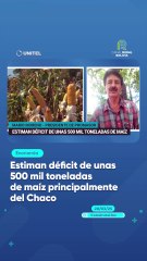 Estiman déficit de unas 500 mil toneladas de maíz principalmente del Chaco