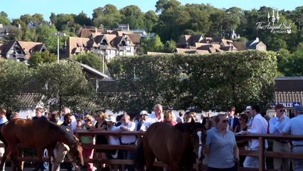 Arqana August Day 2 Review