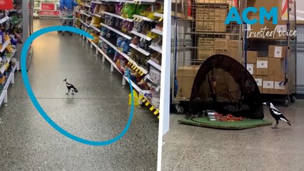 Hungry magpie rescued after becoming trapped inside supermarket