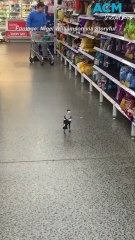 Hungry magpie rescued after becoming trapped inside supermarket