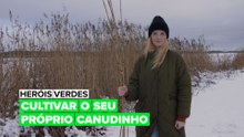 Heróis Verdes: Cultivar o seu próprio canudinho