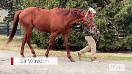 TDN Stallions: Sir Winston