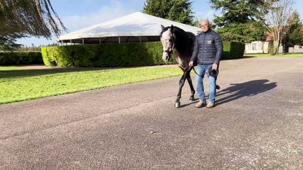 TDN Stallions: Angel Bleu