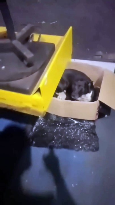 Amor de mãe? Cadela 'adota' peças de amortecedor como filhotes e diverte web; assista