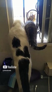 Hay vientos de santa ana en tijuana y los gatos pernanca y chamacorron se asoman por la ventana #pet