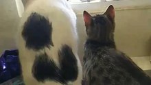 el gato pernanca oliendo un paquete de pilas y el chamacorron asomandose por la ventana #shorts