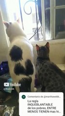 el gato pernanca oliendo un paquete de pilas y el chamacorron asomandose por la ventana #shorts