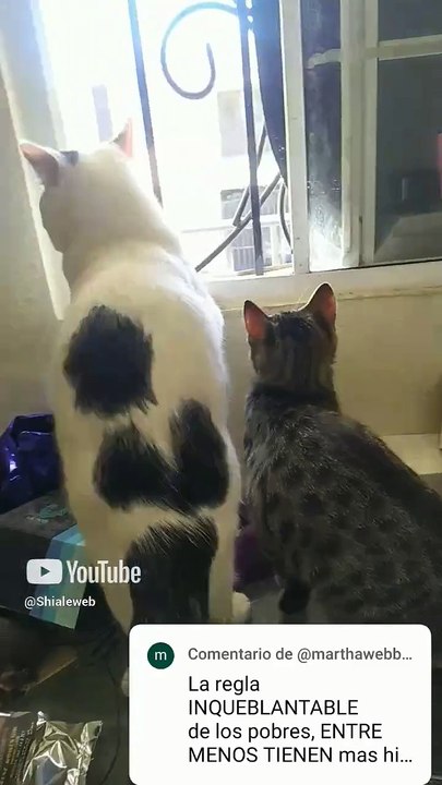 el gato pernanca oliendo un paquete de pilas y el chamacorron asomandose por la ventana #shorts