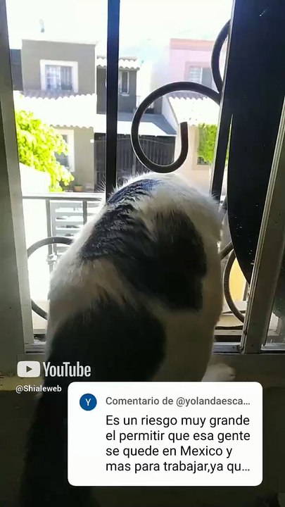 son peluditos y bien bonitos los gatitos chamacorron y pernanca siempre jugando #shorts en ventana