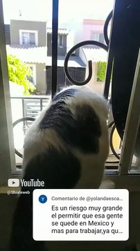 son peluditos y bien bonitos los gatitos chamacorron y pernanca siempre jugando #shorts en ventana