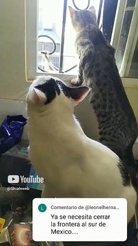 el gatito chamacorron asomandose por la ventana en tijuana con vientos de santa ana #shorts