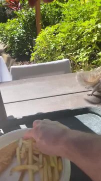 Squirrel Bites Man's Finger as he Offers it French Fry