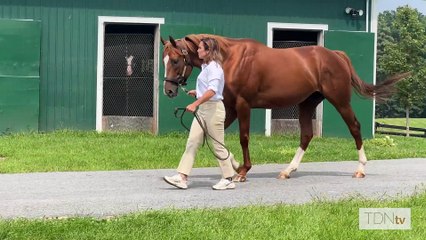 TDN Stallions: Solomini
