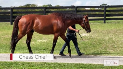 TDN Stallions: Chess Chief