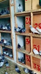 Subscribe Our YouTube Channel For Complete Videos https://www.youtube.com/@PakistanPigeonAssociation