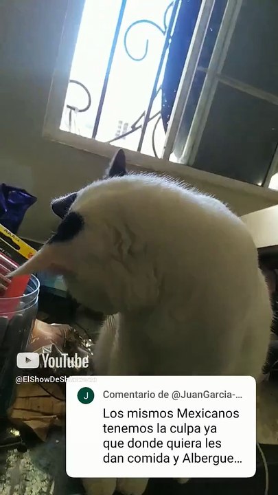 el gato chamacorron se asoma por la ventana para ver los efectos de los vientos de santa ana #shorts