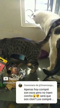 se asoman por la ventana para ver los vientos de santa ana en tijuana los gatos pernanca y chamacorr