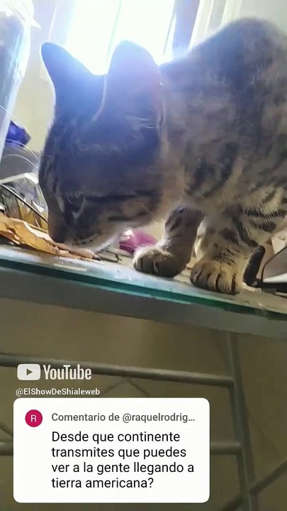 el gatito chamacorron anda de jugeton con el gato pernanca se asoman por la ventana #shorts