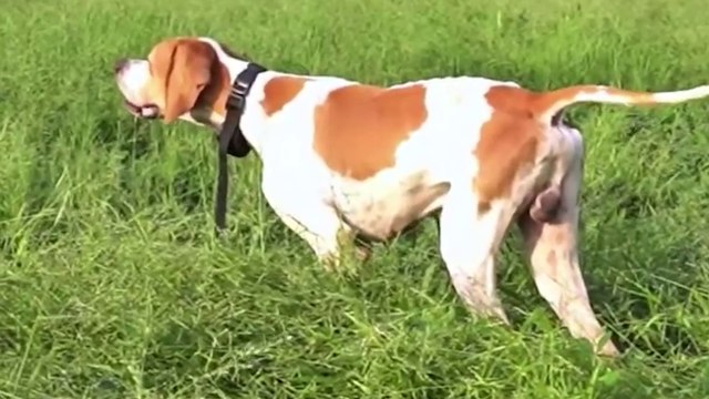 Top_English_Pointer_Dogs(1080)