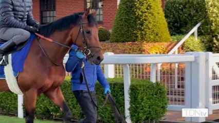 Follow Along with Arabian Crown at Newmarket