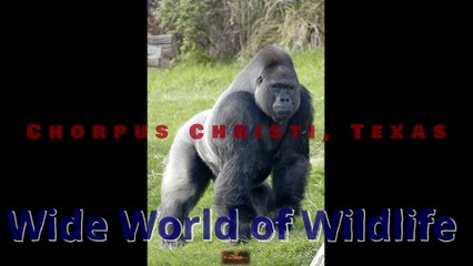 World of Wildlife, Texas edition.
