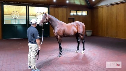 Constitution is the WinStar Fast Sire of the Week. But Who's the Fastest Horse?