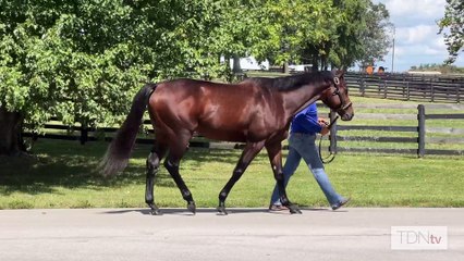TDN Stallions: Pappacap