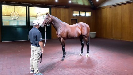 Fastest Horse of the Week Earns Highest Beyer Since Flightline