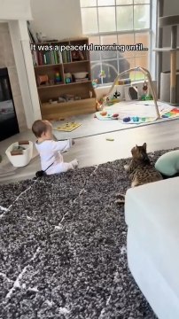 Cat Leaps Onto Toddler While Trying to Catch Its Toy