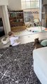 Cat Leaps Onto Toddler While Trying to Catch Its Toy