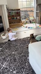 Cat Leaps Onto Toddler While Trying to Catch Its Toy