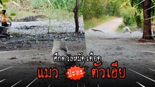 แมว สายดุ ปะทะ ตัวเงินตัวทอง บุกบ้าน งานนี้ใครจะรอด ต้องไปชมกัน