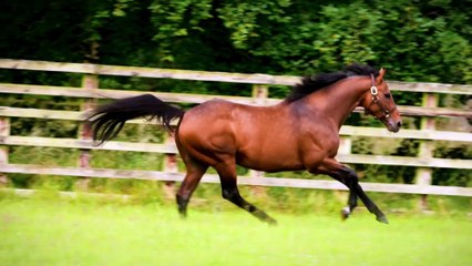 News You Can Use with Emma Berry: 2024 Derby Edition