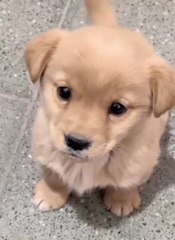 Cute dog puppy barking
