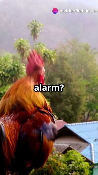 What If Animals Could Talk_ 2025-03-19