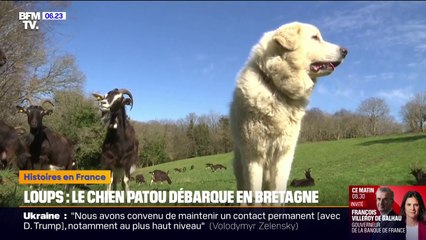 Élevage: le chien patou, rempart contre les loups, utilisé jusqu’en Bretagne