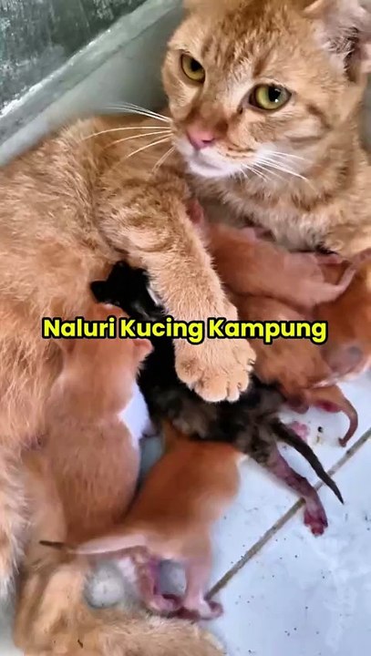 Kucing Kampung