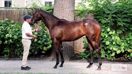 Active Pedigrees Drive Warrendale's Saratoga Draft
