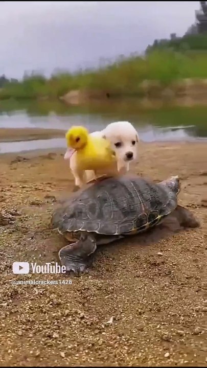Baby dog puppy's friendship 🐶