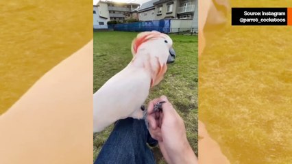 Hulvaton video todistaa, että kakadut ovat planeetan sekopäisimpiä lintuja