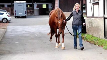 Discover Tres Magnifique at the Vente d'Elevage