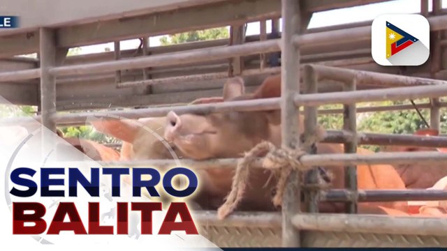 Mga barangay na may mga aktibong kaso ng ASF, bumaba na sa 39 ayon sa D.A.; commercial roll-out ng pagbabakuna vs. ASF, target sa Abril