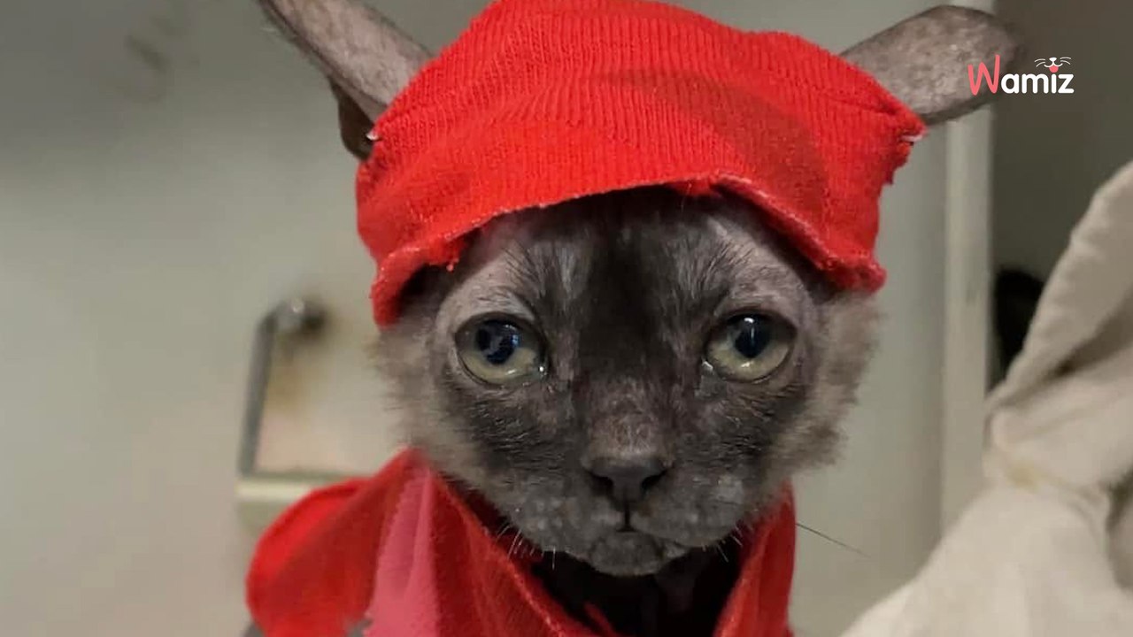 Tierheim rettet einige katzen: gen-mutation eines kätzchens bringt die retter richtig ins staunen